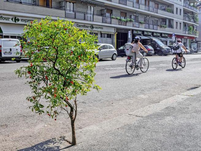decreto-bim-regolamento-attuativo-albero-asfalto